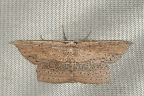 Phalacra vidhisara