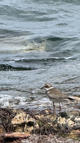 Semipalmated Plover