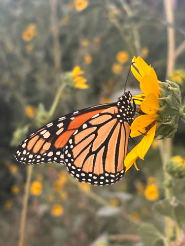 Monarch