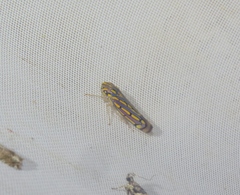 Apogonalia stalii