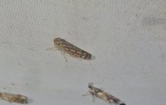 Apogonalia stalii
