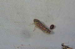 Apogonalia stalii
