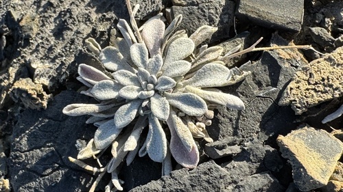 Physaria arctica, photograph 4