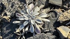 Physaria arctica, photograph author not stated, no rights reserved