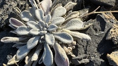 Physaria arctica, photograph author not stated, no rights reserved