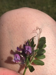 Vicia sepium