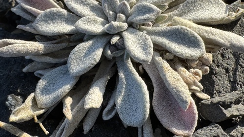 Physaria arctica, photograph 3