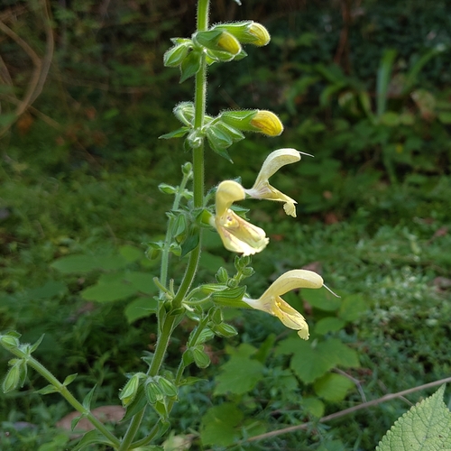 Sticky Sage