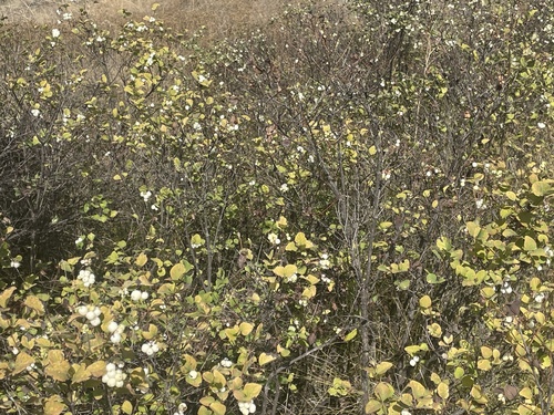 Common Snowberry