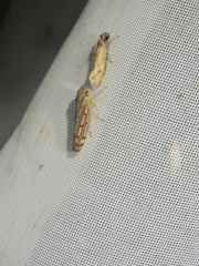 Apogonalia stalii