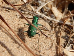 Cicindela patruela