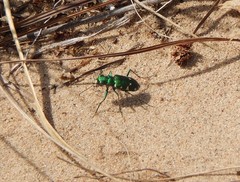 Cicindela patruela