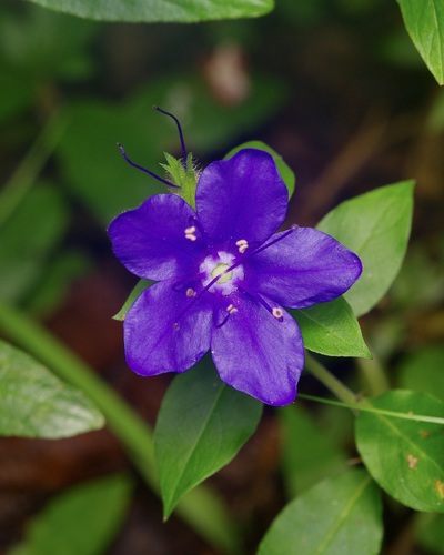 Hydrolea ovata, photograph 2