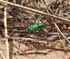 Cicindela patruela