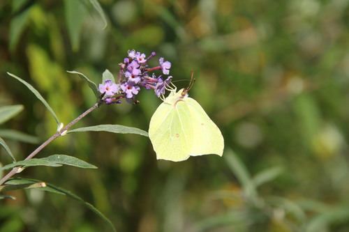 Common Brimstone