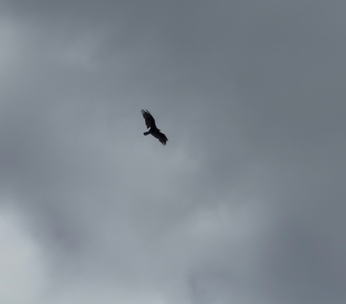 Turkey Vulture