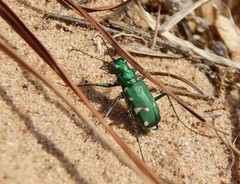 Cicindela patruela