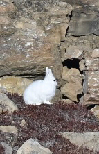 Polarhase observed by uweherzig