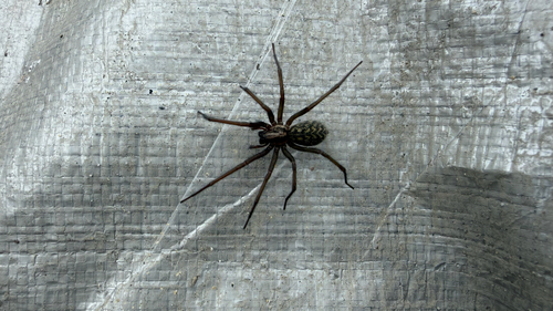 Giant House Spider