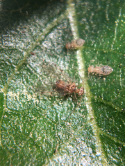 Ectopsocus californicus