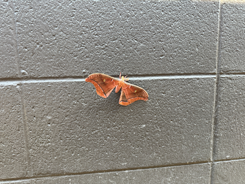 Polyphemus Moth