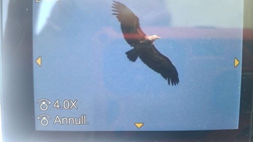 Eurasian Griffon