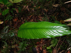 Calathea platystachya