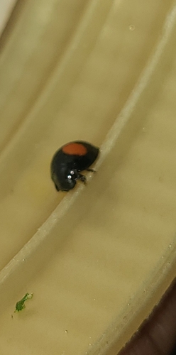 Cactus Lady Beetle