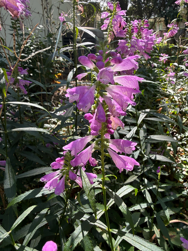 obedient plant