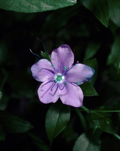 Hydrolea ovata, photograph 3