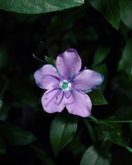 (c) Michelle W. (鍾偉瑋), some rights reserved (CC BY) Hydrolea ovata, photograph (c) Michelle W. (鍾偉瑋), some rights reserved (CC BY)
