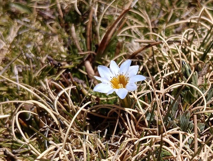Gentiana sedifolia; photograph (c) Andrés Romero Bravo, some rights reserved (CC BY)