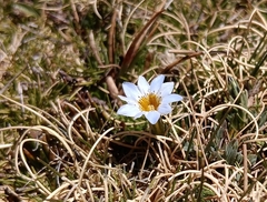 Gentiana sedifolia