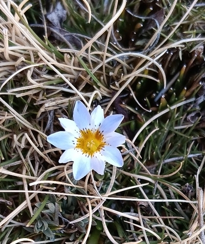 Gentiana sedifolia, photograph 1