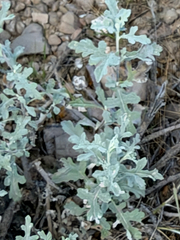 Parthenium incanum, photograph (c) CK2AZ, some rights reserved (CC BY)