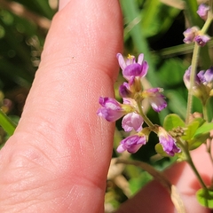 Lespedeza procumbens, photograph (c) Matt Pelikan, some rights reserved (CC BY)