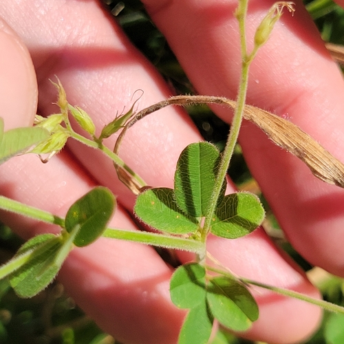 Lespedeza procumbens, photograph 6