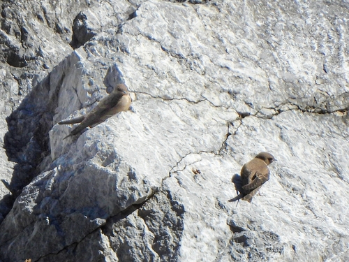 Eurasian Crag-Martin