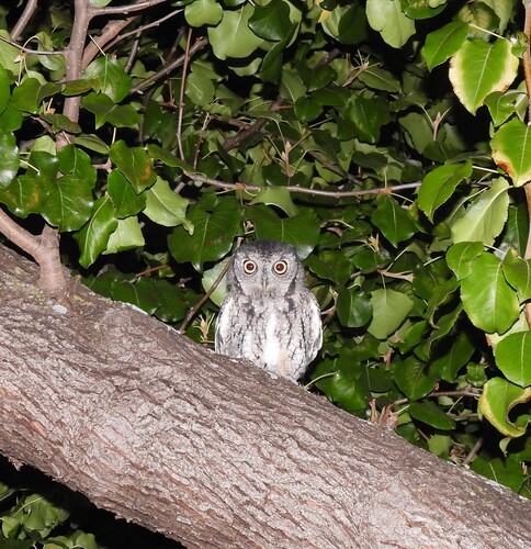 Eastern Screech-Owl observed by naturenut