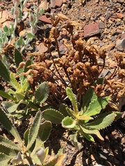 Aphyllon franciscanum