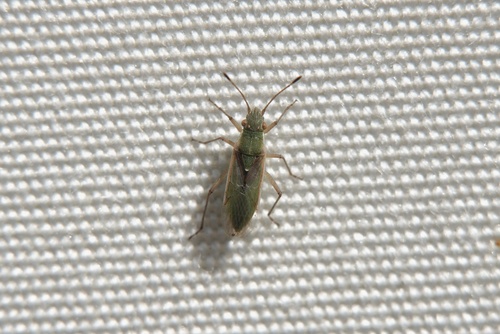 Agraphopus lethierryi