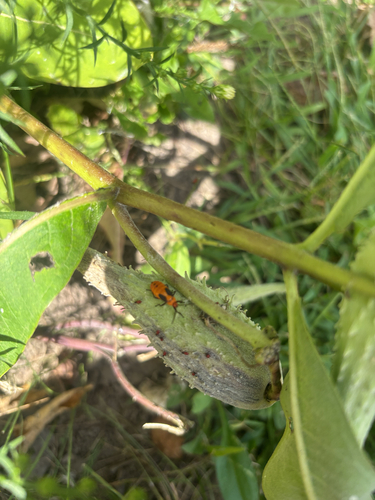 Large Milkweed Bug