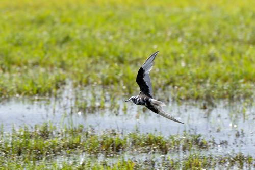 White-winged Tern