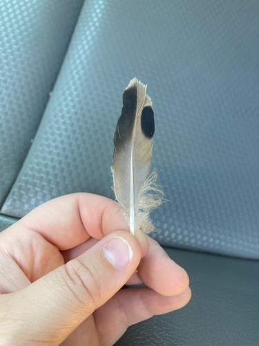 Mourning Dove