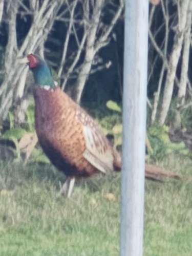 Ring-necked Pheasant