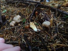 Trichoderma alutaceum