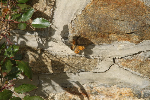 Wall Brown