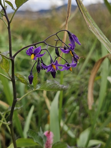 bittersweet nightshade