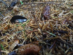 Trichoderma alutaceum