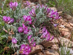 Astragalus utahensis